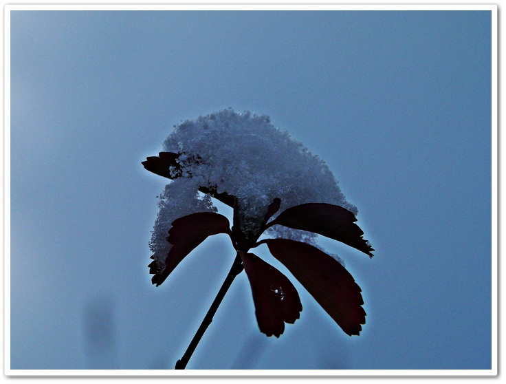 Schneeflöckchen