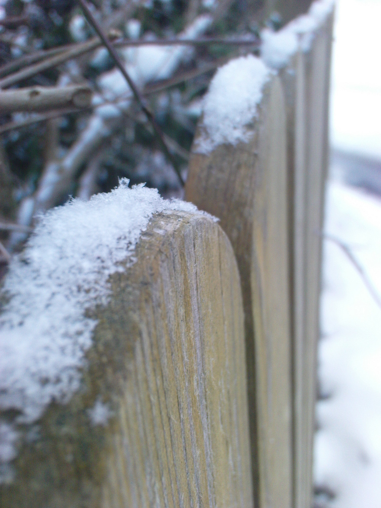 Schneeflöckchen