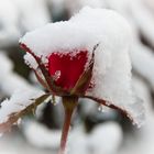 Schneeflöckchen deck die Blümelein zu