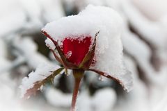 Schneeflöckchen deck die Blümelein zu