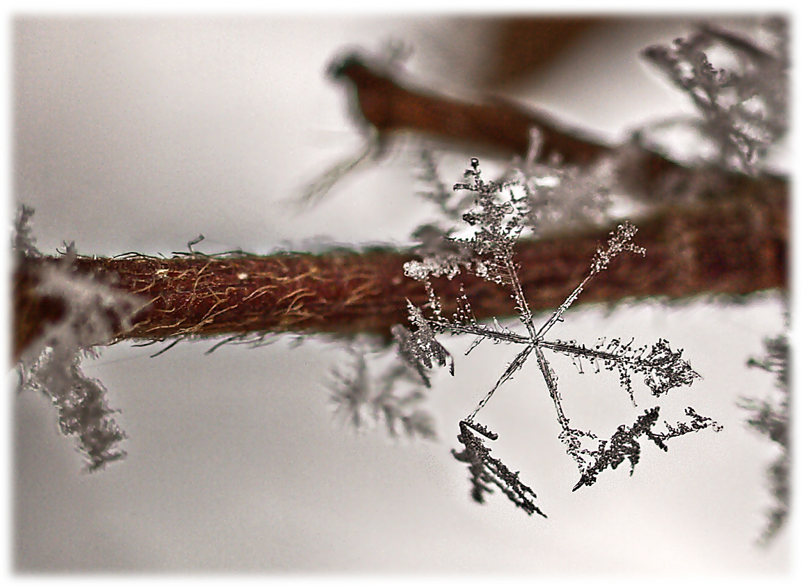 Schneeflöckchen