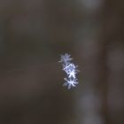 Schneeflöckchen frei schwebend an Spinnenseide.