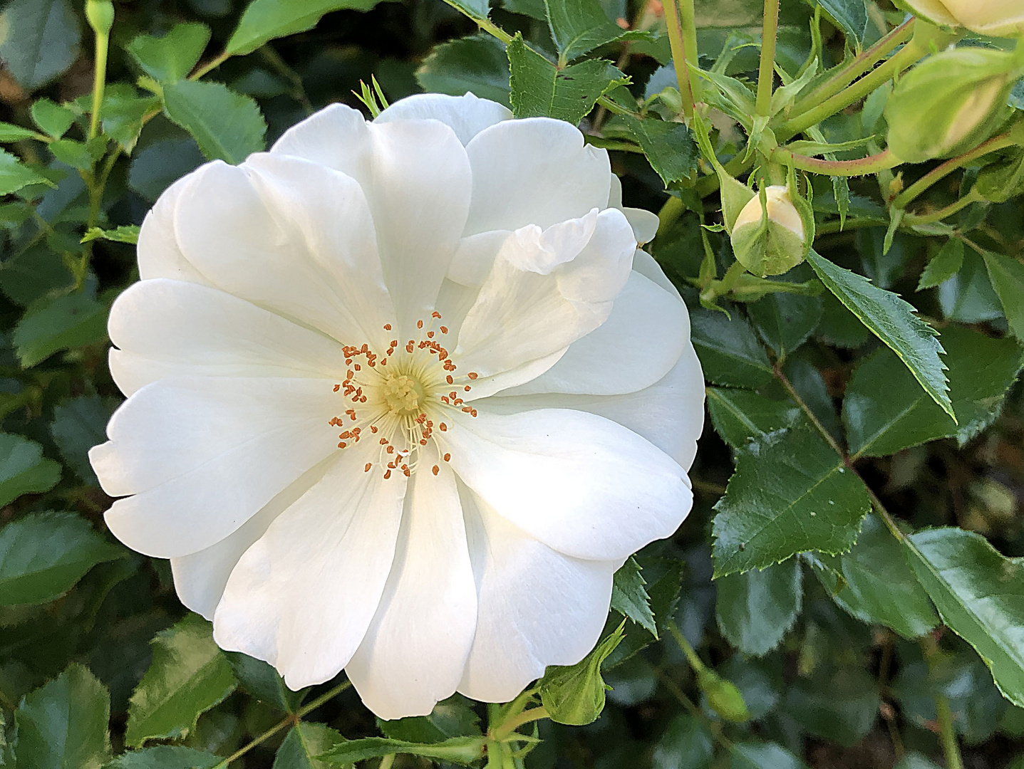 Schneeflöckchen heisst diese Rose.