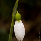 Schneeflöckchen im Januar