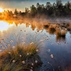 Schneeflöckchen im Moor