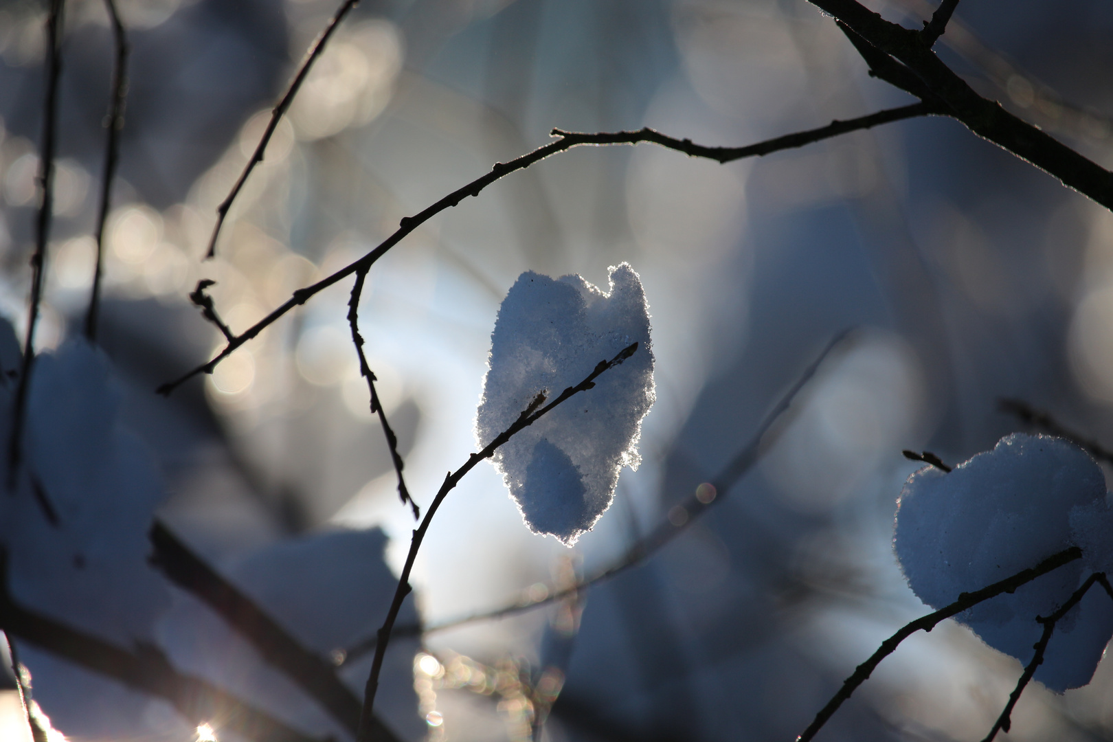 Schneeflöckchen im weißen Röckchen