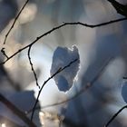 Schneeflöckchen im weißen Röckchen