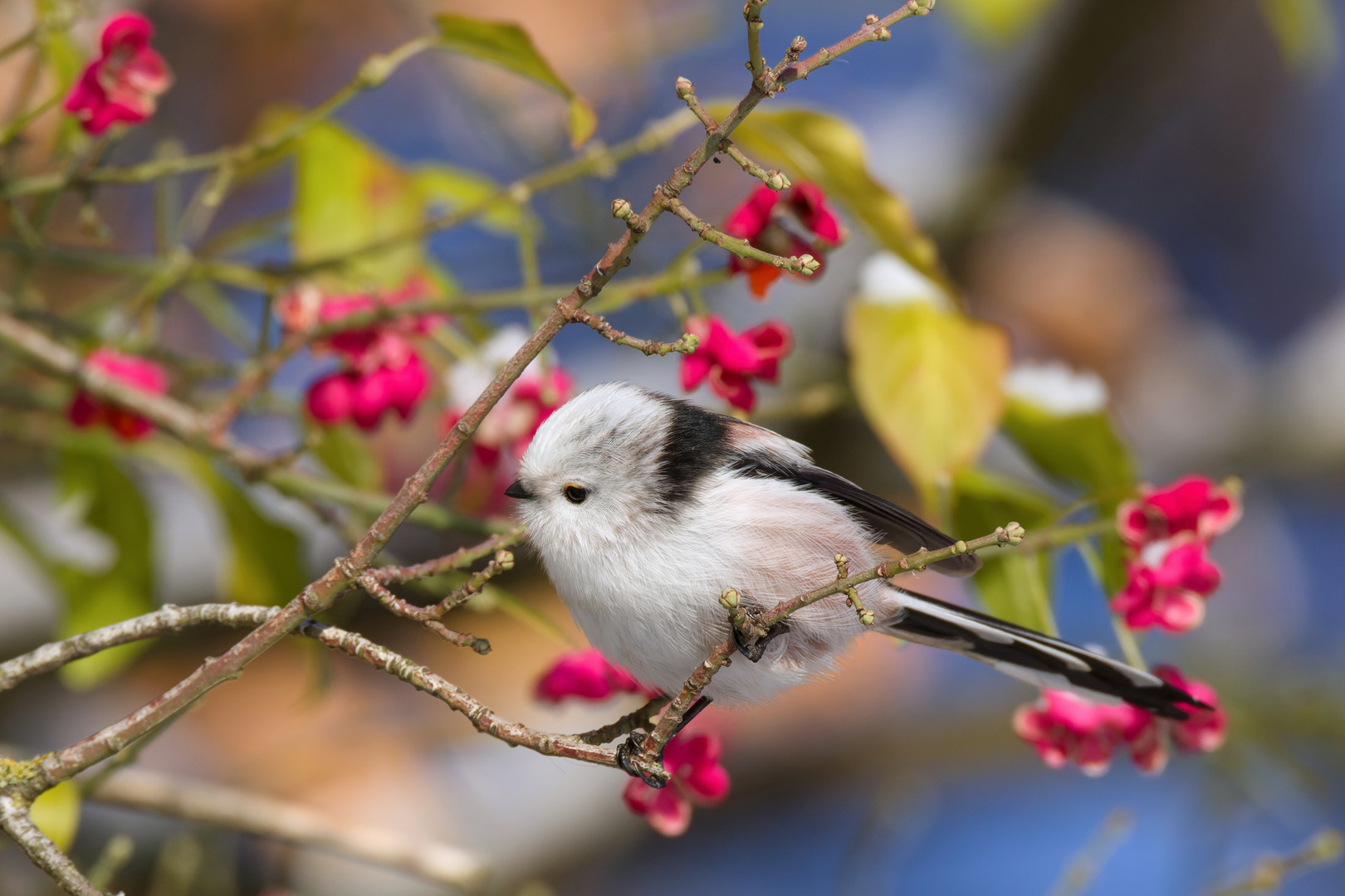 "Schneeflöckchen" Schwanzmeise (Aegithalos caudatus)