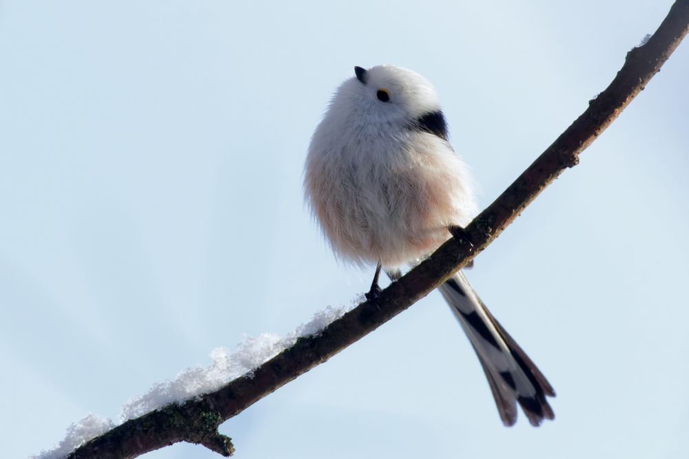 "Schneeflöckchen" Schwanzmeise (Aegithalos caudatus)