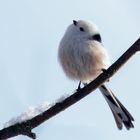 "Schneeflöckchen" Schwanzmeise (Aegithalos caudatus)