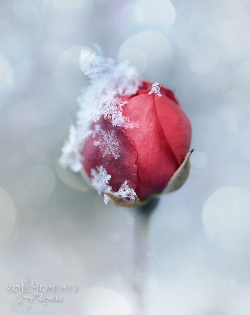 Schneeflöckchen und Rotröckchen