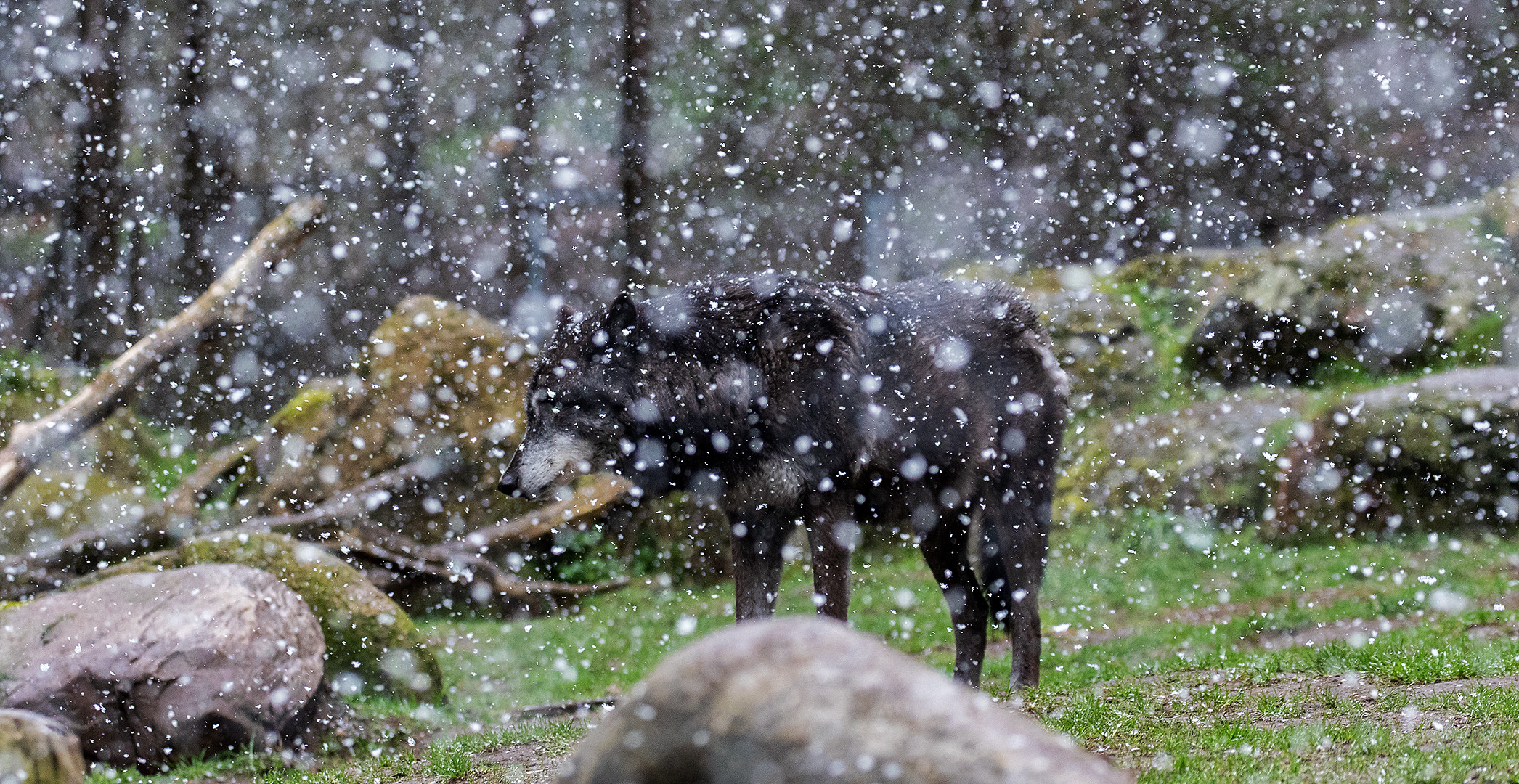 Schneeflöckchen weiß Röckchen,wann.....