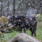 Schneeflöckchen weiß Röckchen,wann.....