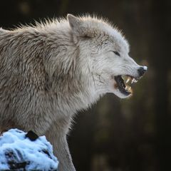 Schneeflöckchen Weißröckchen