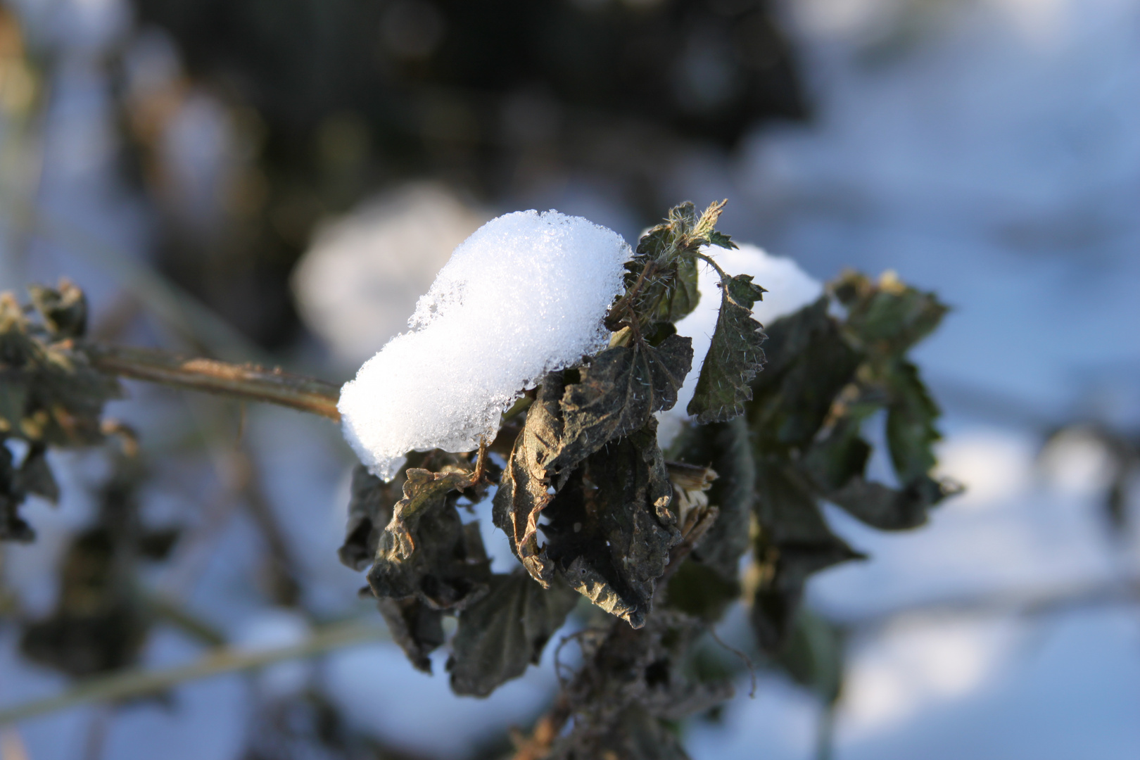 Schneeflöckchen, Weißröckchen..