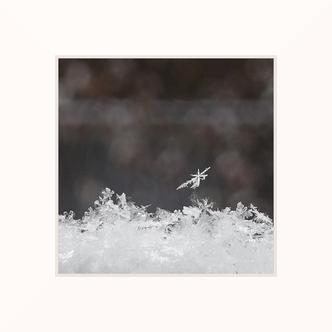 Schneeflockchen Weissrockchen Foto Bild Winter Schnee