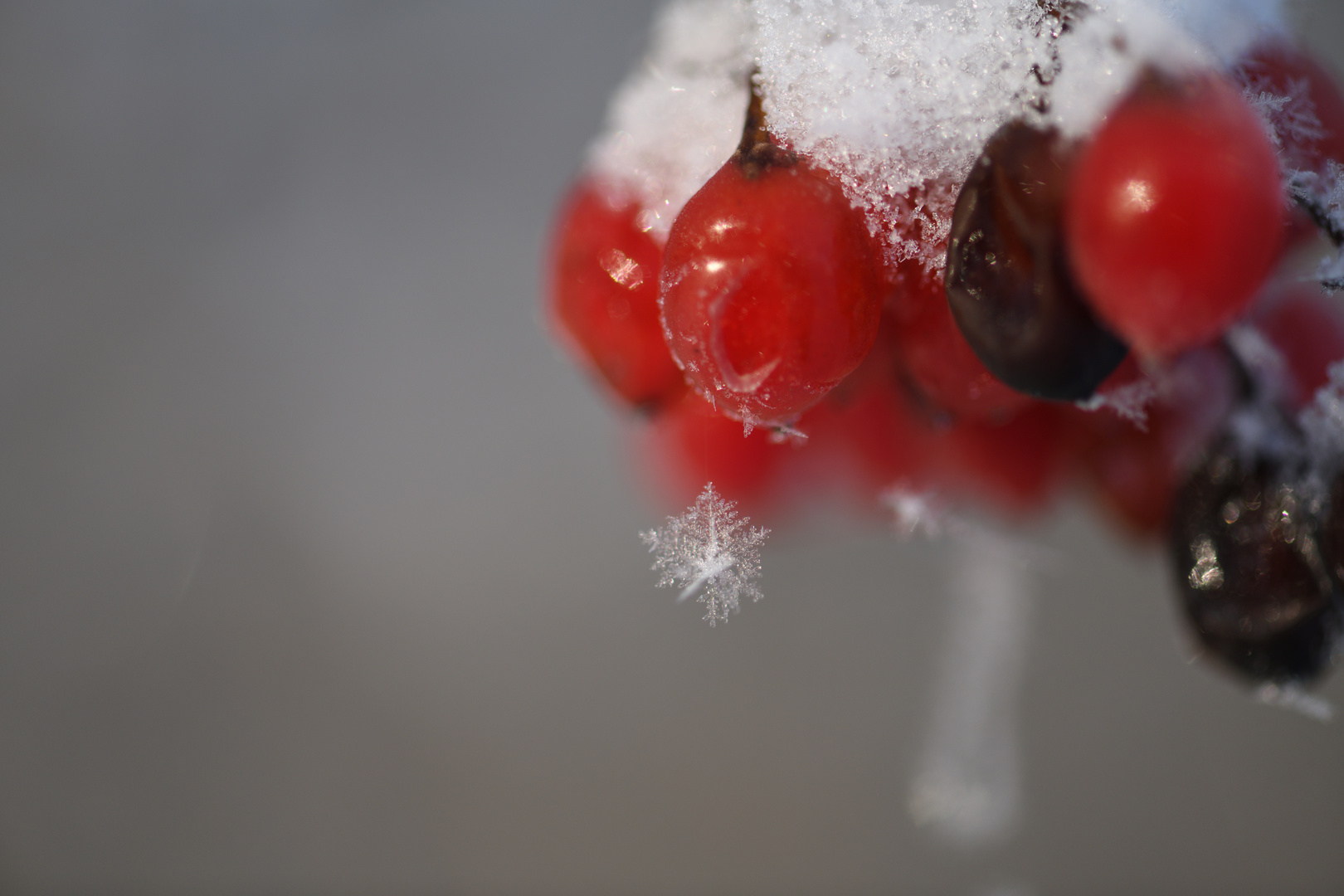 Schneeflöckchen Weißröckchen ....