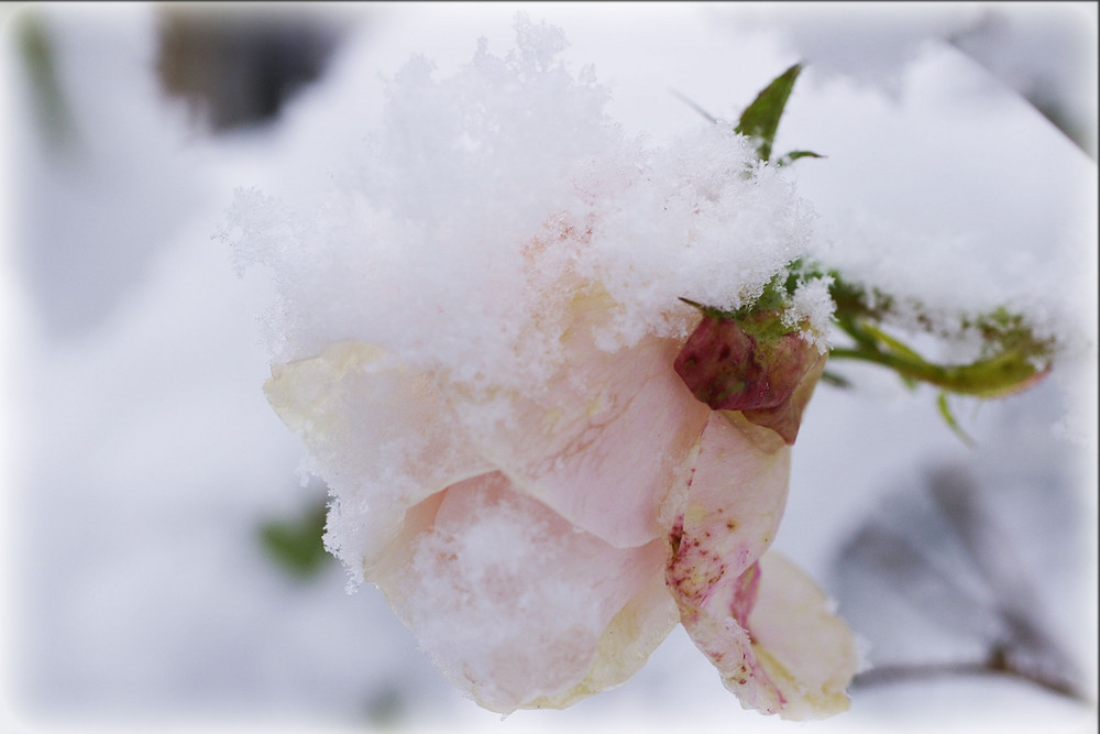 Schneeflöckchen Weißröckchen...