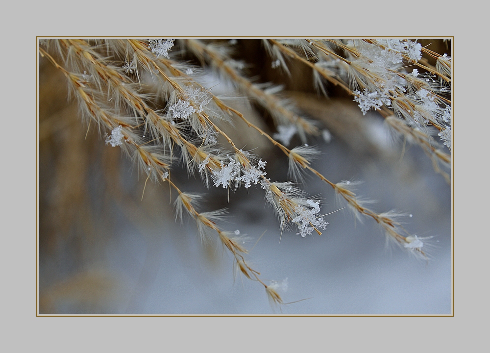 Schneeflöckchen Weissröckchen