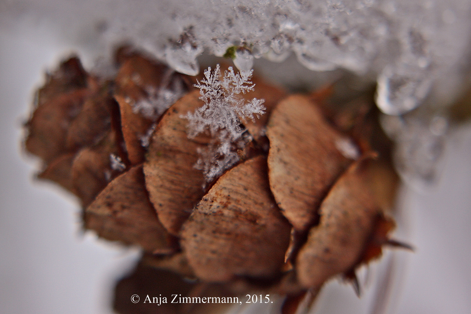 Schneeflöckchen, Weißröckchen...