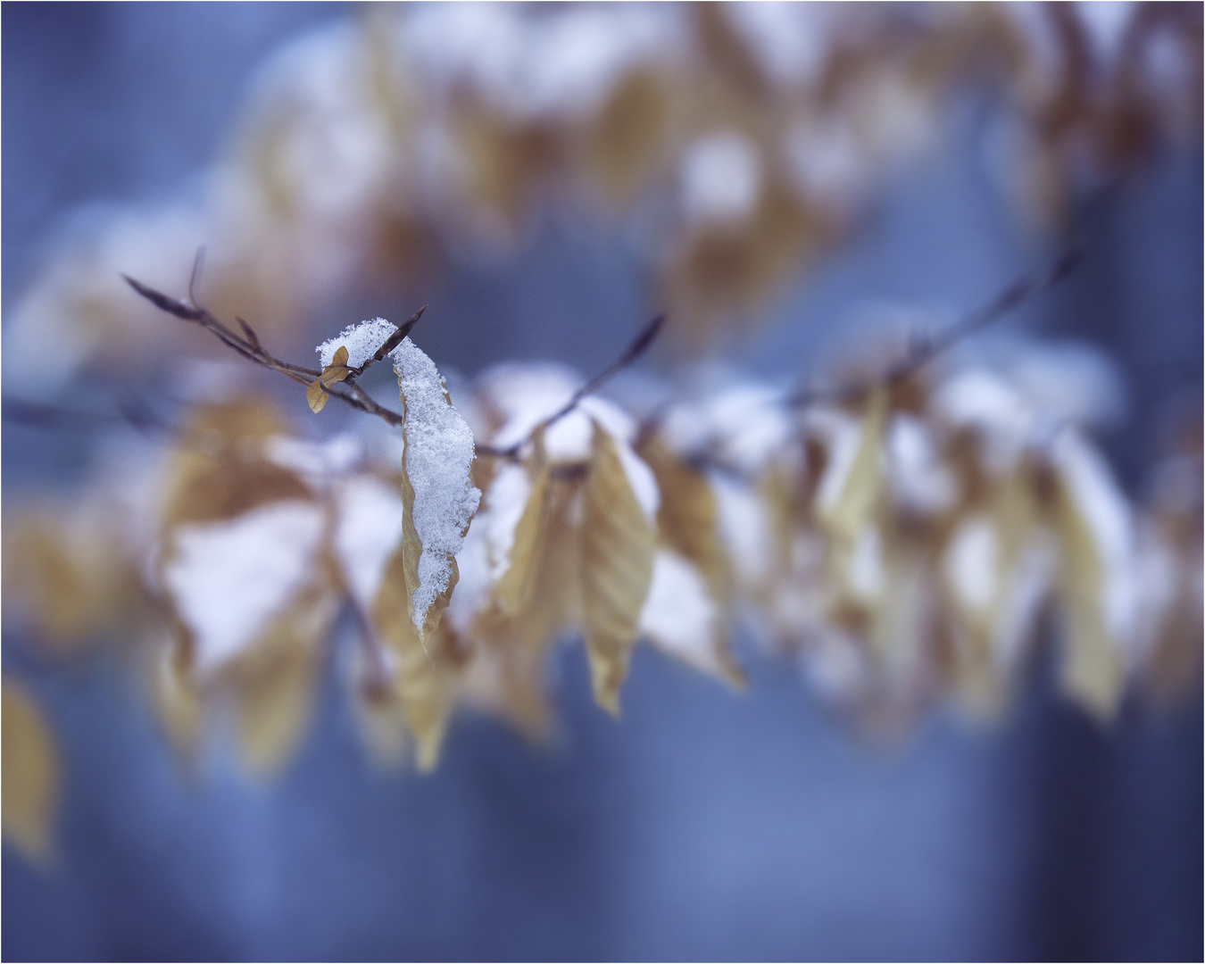 Schneeflöckchen Weißröckchen