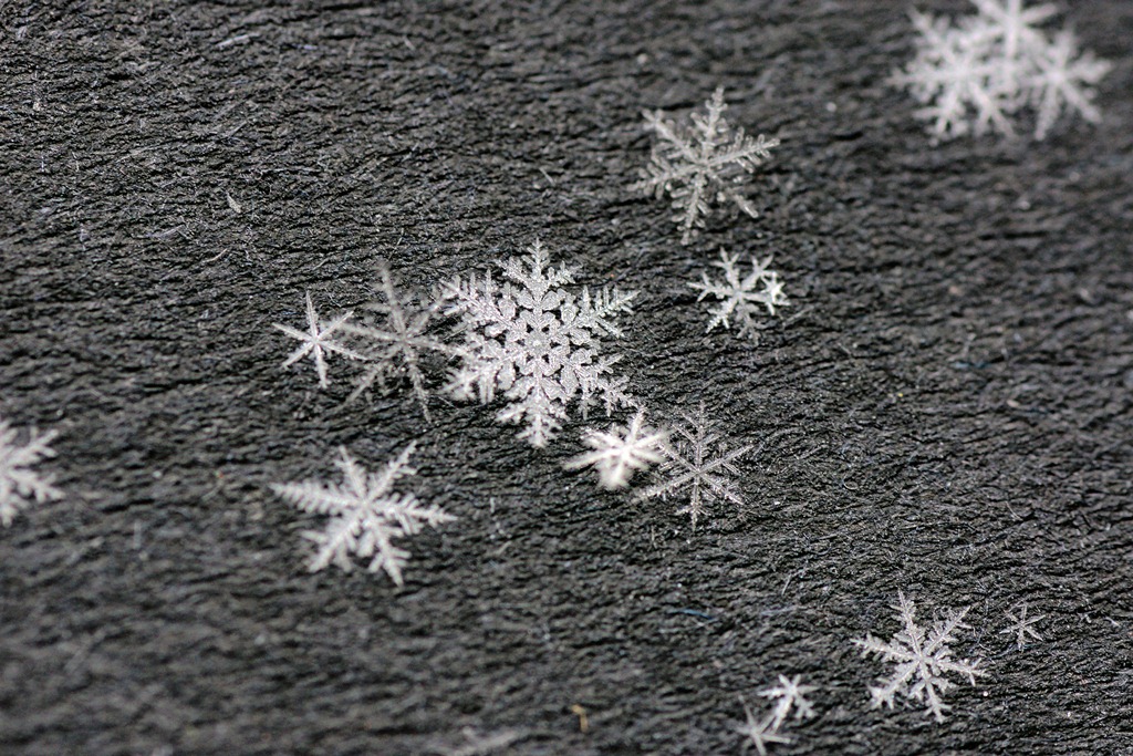 Schneeflöckchen Weißröckchen