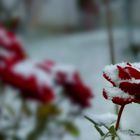 * Schneeflöckchen, Weißröckchen... warum kommst du jetzt schon geschneit? * * * * * * * ***