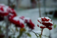 * Schneeflöckchen, Weißröckchen... warum kommst du jetzt schon geschneit? * * * * * * * ***