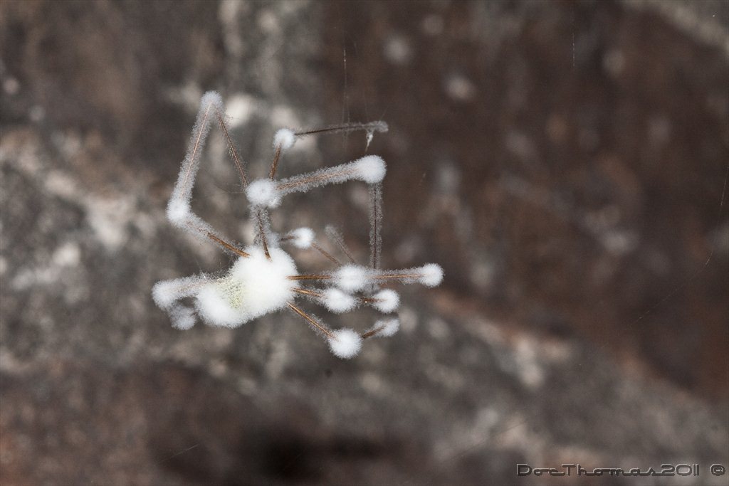 Schneeflöckchenweißröckchenspinne