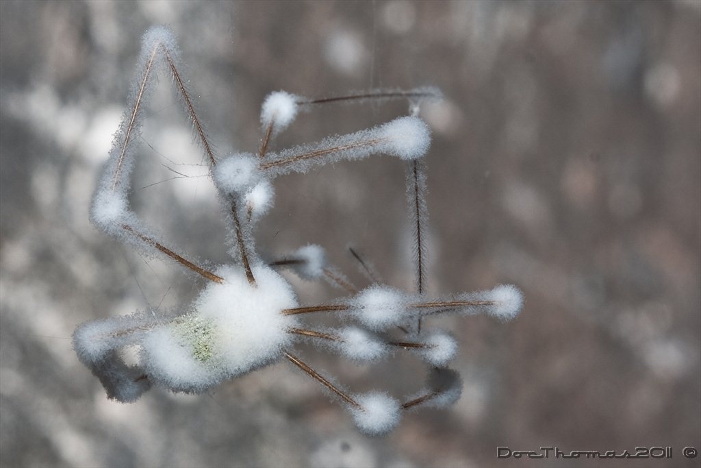 Schneeflöckchenweißröckchenspinne_2