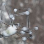 Schneeflöckchenweißröckchenspinne_2