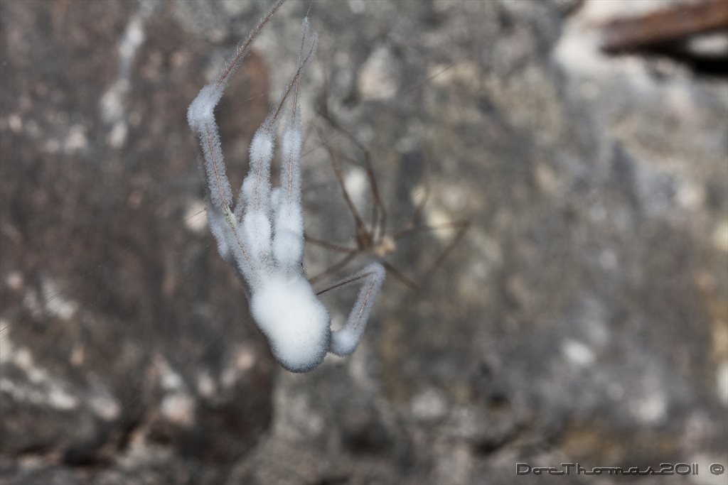 Schneeflöckchenweißröckchenspinne_4