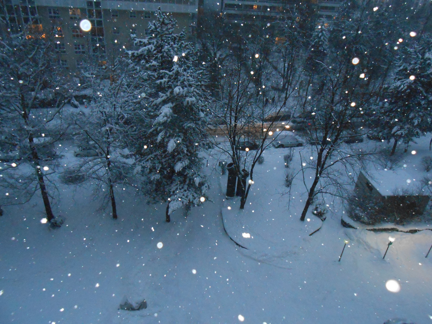 Schneeflöckechen, Weißröckchen