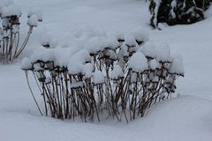 Schneeflora