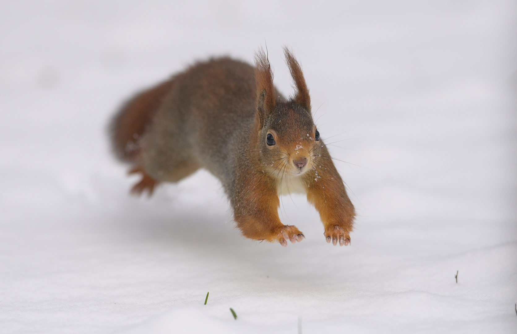 Schneeflughörnchen