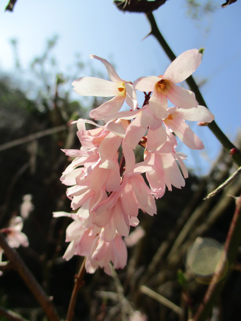 Schneeforsythie ( Abeliophyllum distichum) 