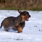 Schneefotos haben wir dieses Jahr wohl genug