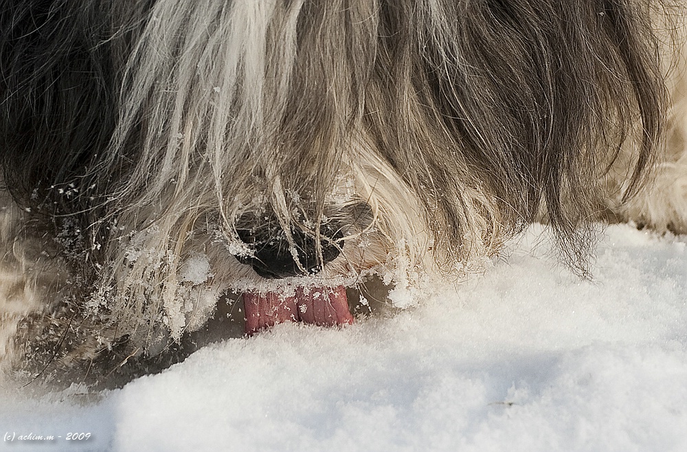 Schneefräse