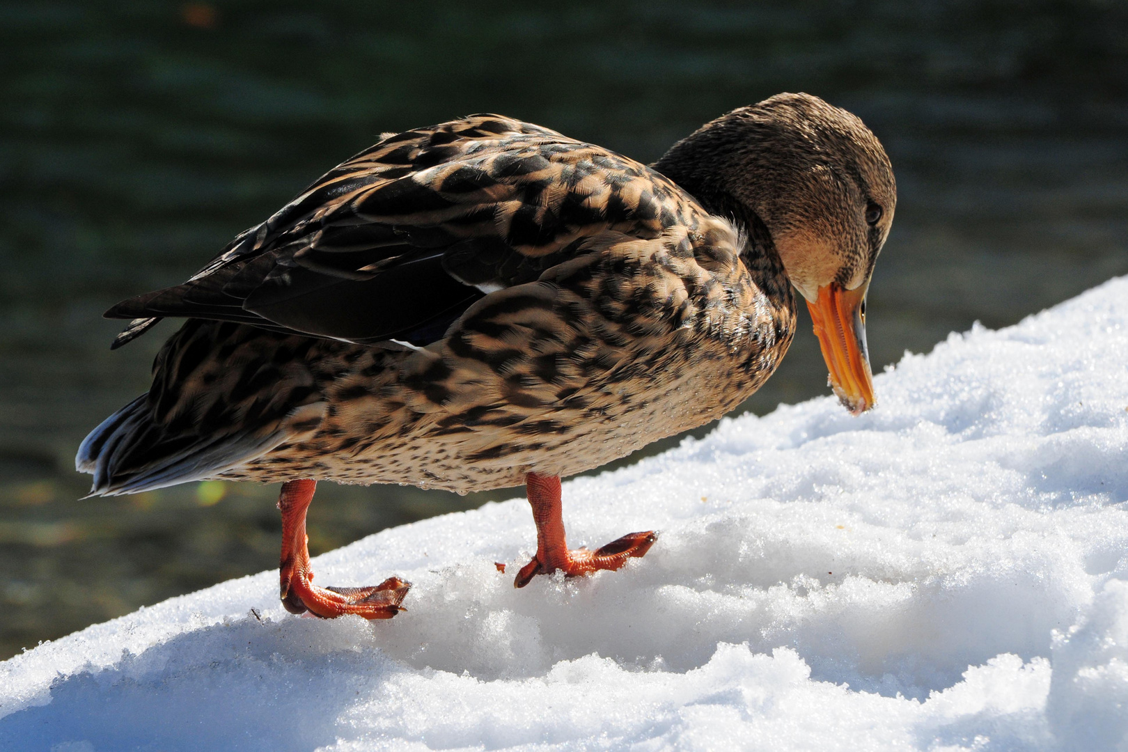 " Schneefressende - Ente"