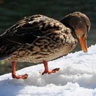 " Schneefressende - Ente"