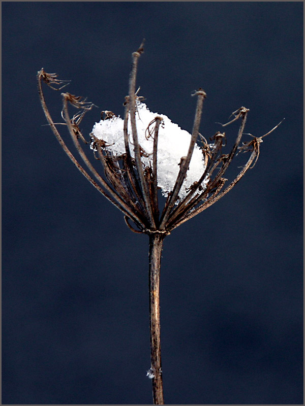 Schneefressende Pflanze