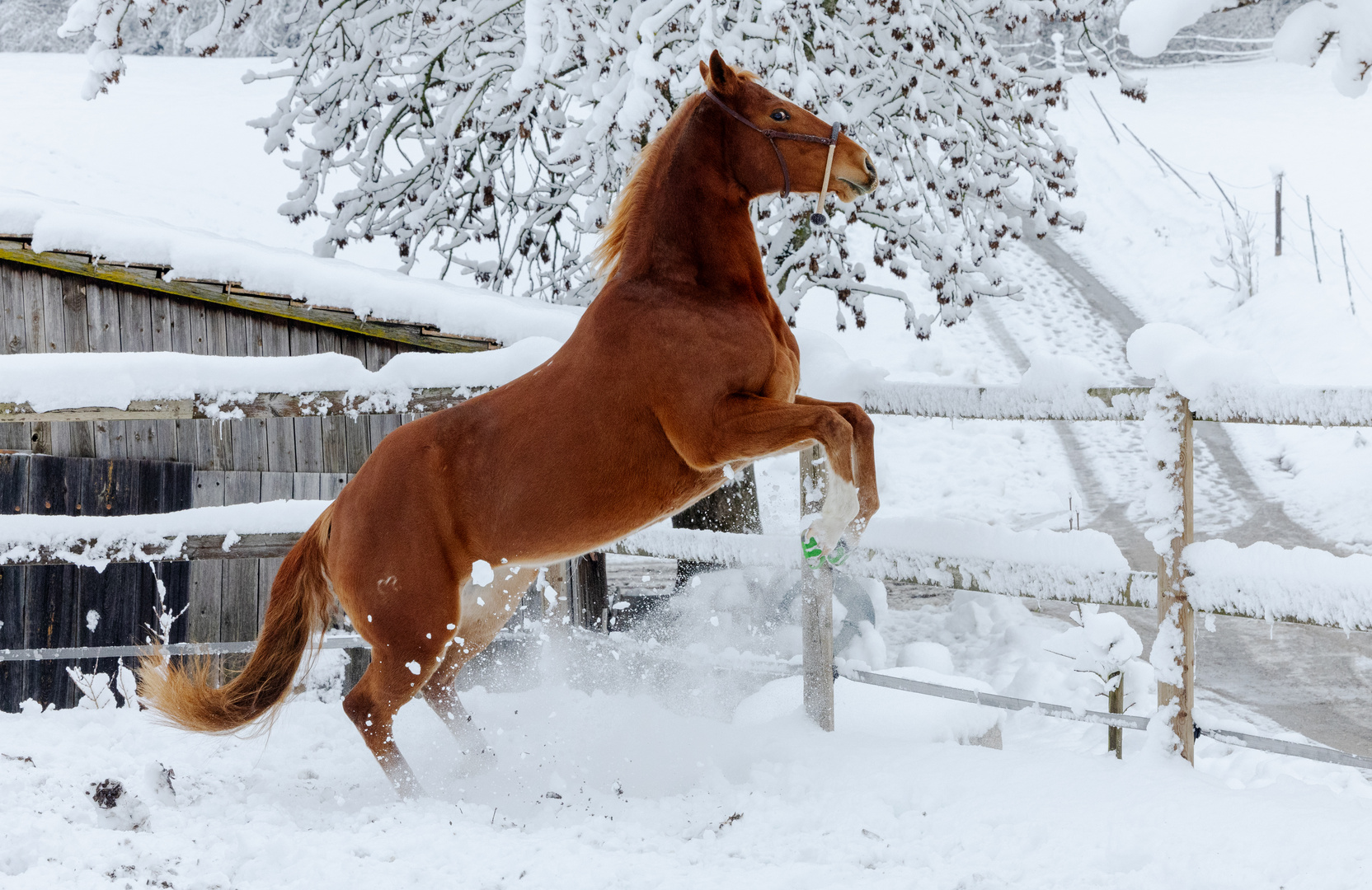 Schneefreude