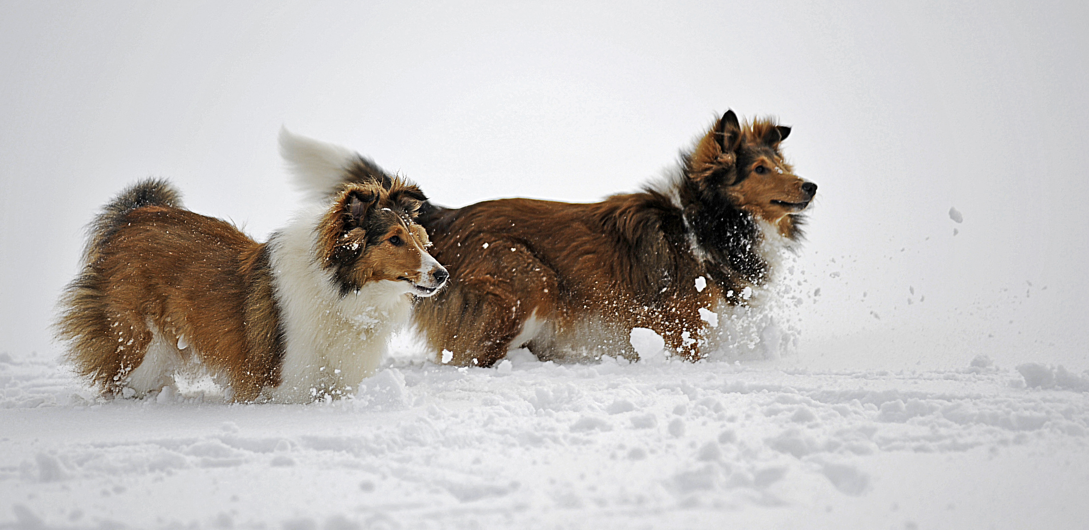 ~ Schneefreuden 2011 - 02 ~