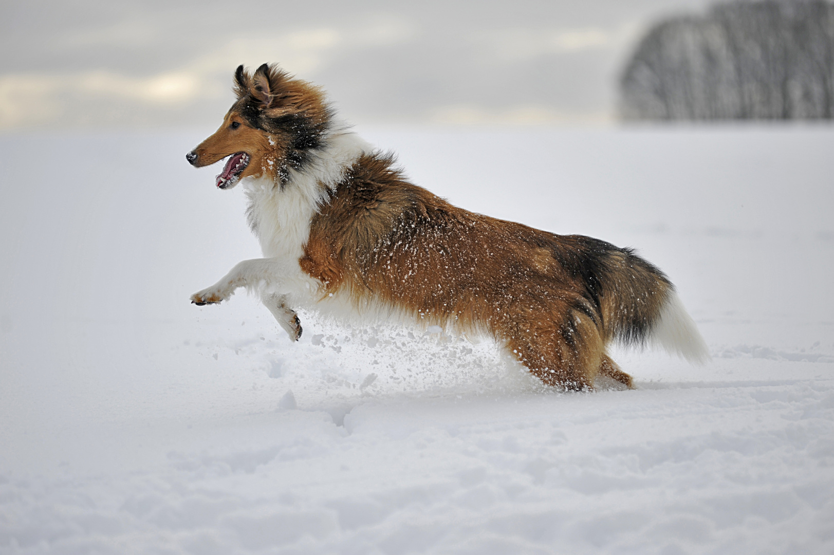 ~ Schneefreuden 2011 - 03 ~