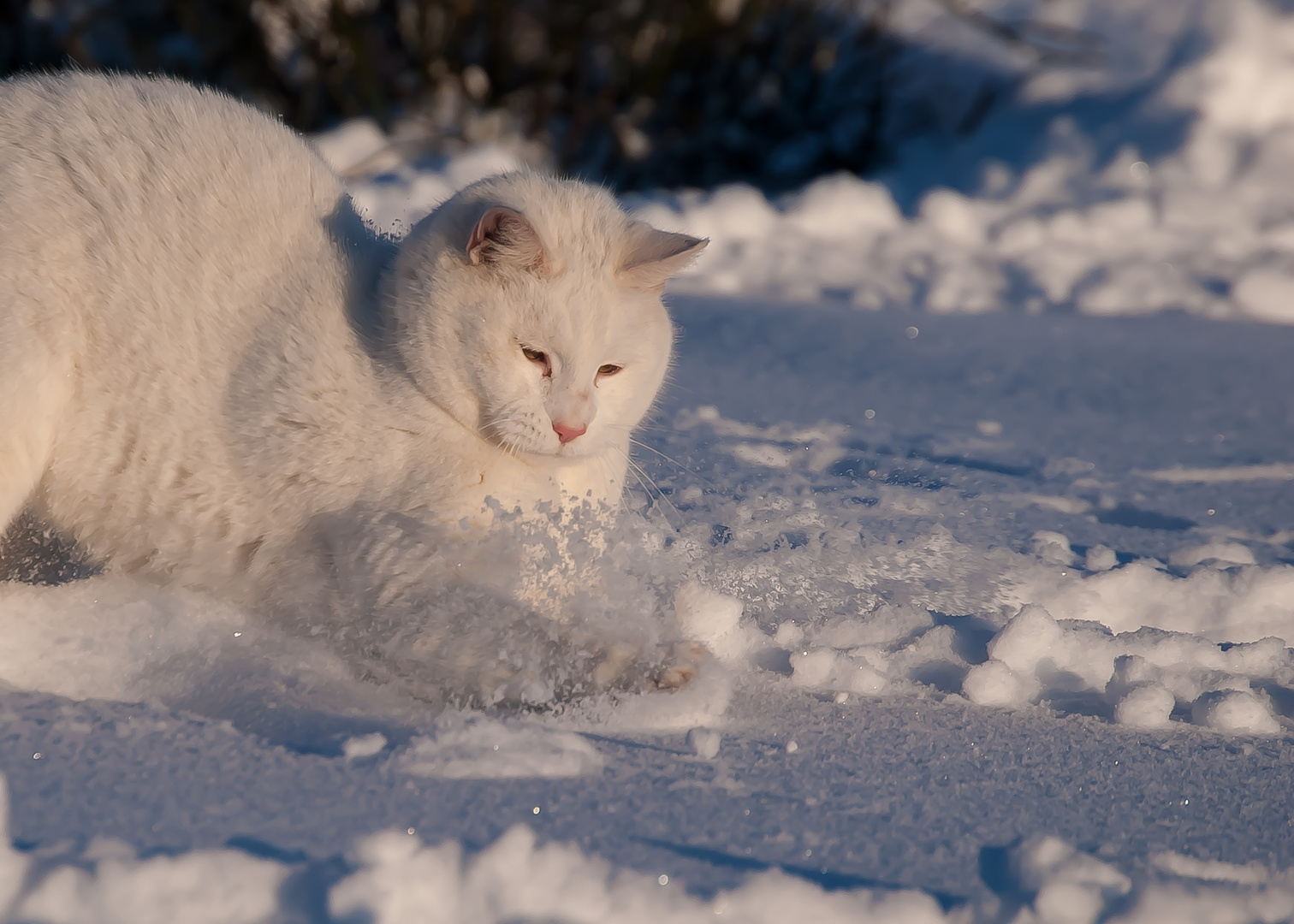 Schneefreuden