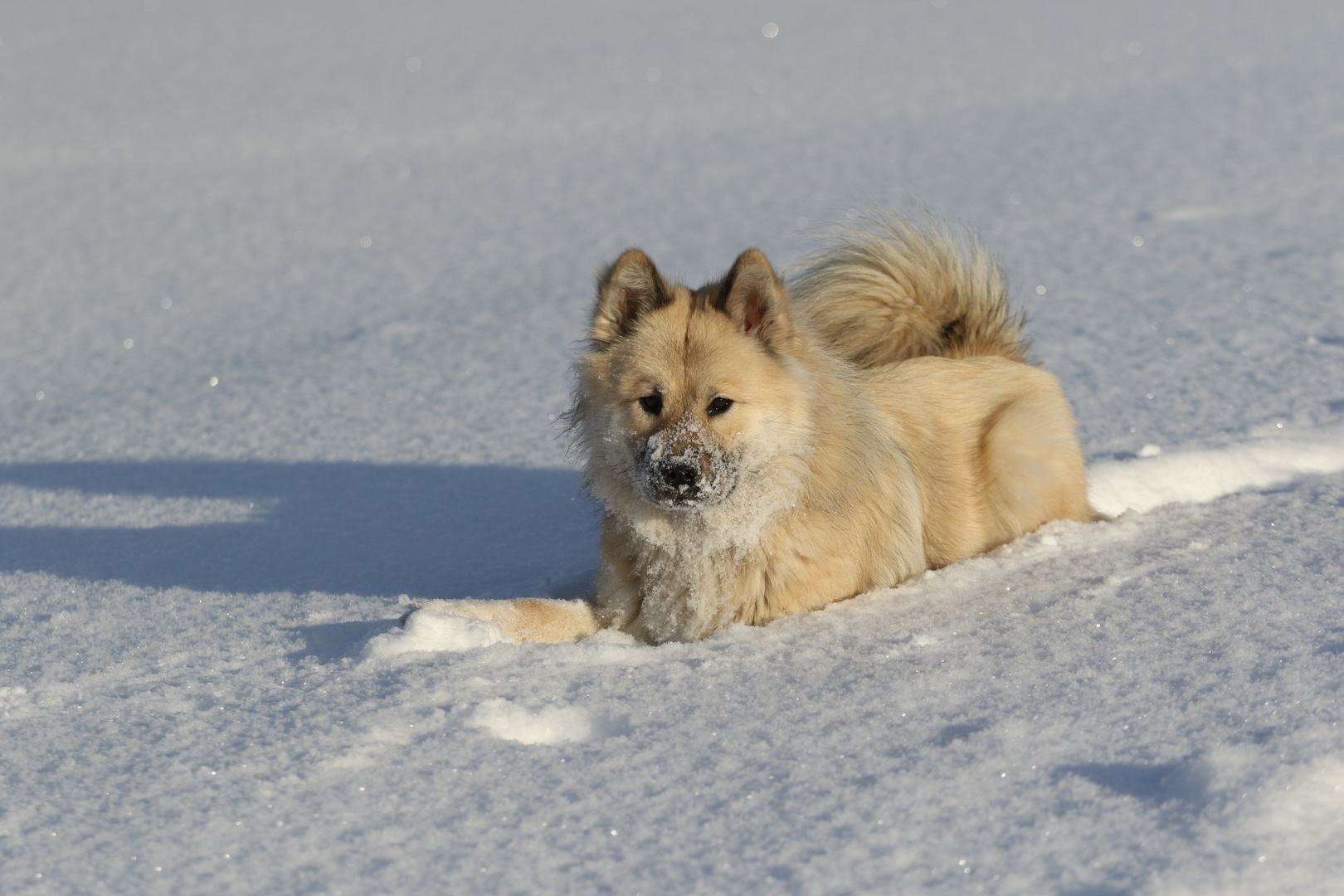 Schneefuchs