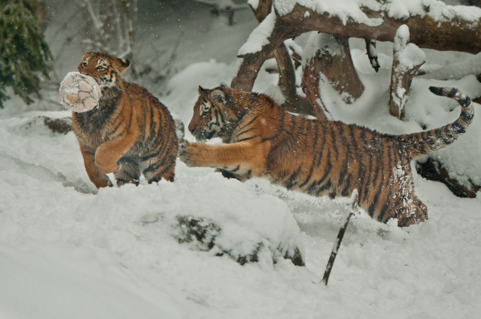 Schneefussball (Tiger Zoo Zürich)