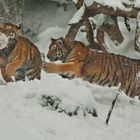 Schneefussball (Tiger Zoo Zürich)