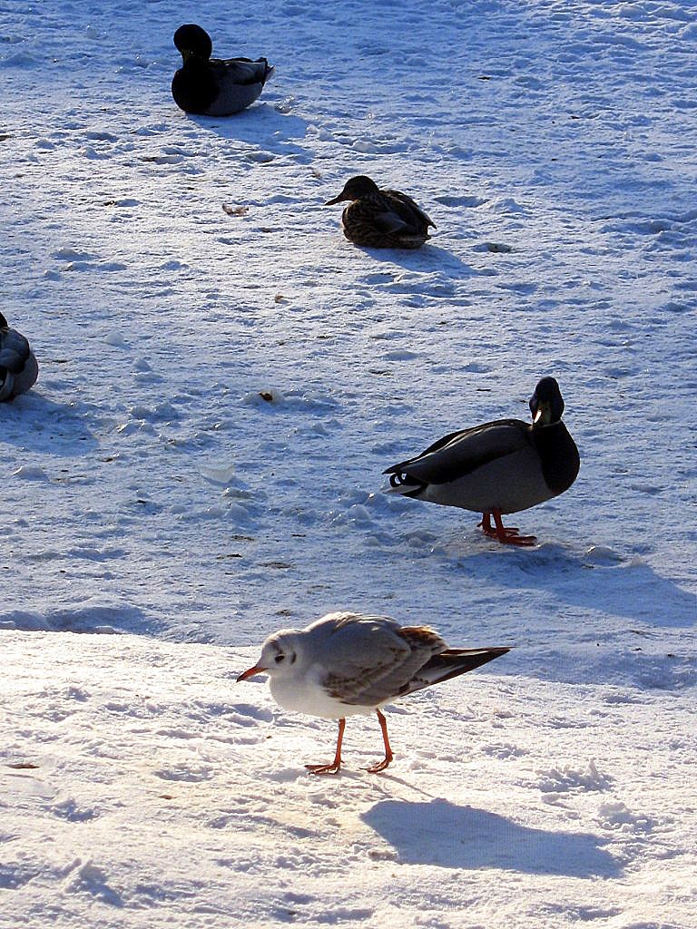 Schneegänger