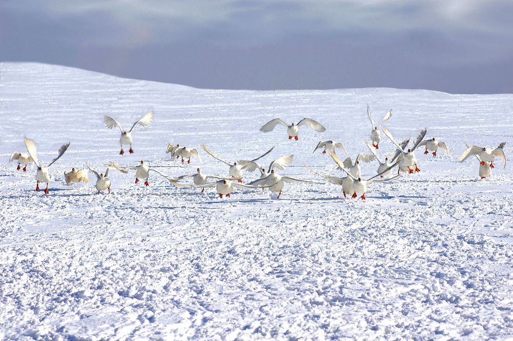 Schneegänse von Murat Ertem 